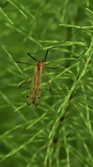 Limonia nigropunctata