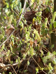 Tetramerium nervosum