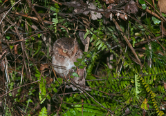 Otus spilocephalus hambroecki