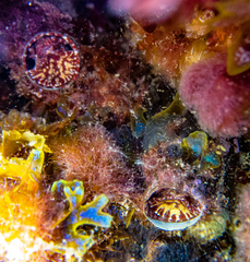 Thylacodes arenarius