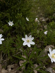 Anemonoides nemorosa