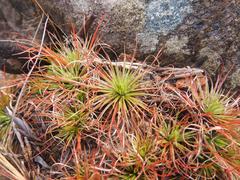 Psammotropha myriantha