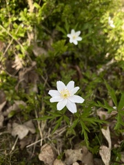 Anemonoides nemorosa