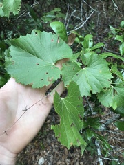 Vitis berlandieri