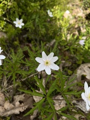 Anemonoides nemorosa