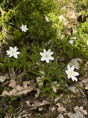 Anemonoides nemorosa