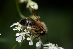 Andrena