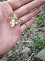 Silene paucifolia