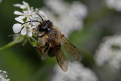 Andrena