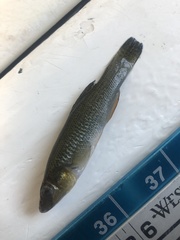 Fundulus seminolis