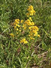 Barbarea vulgaris