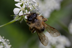 Andrena