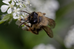Andrena