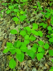 Lonicera caprifolium