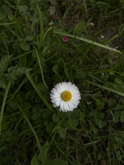 Bellis perennis