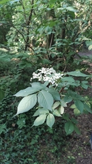 Sambucus nigra