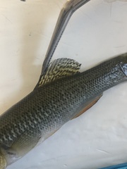 Fundulus seminolis
