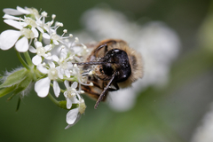 Andrena