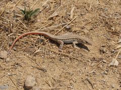 Acanthodactylus schreiberi