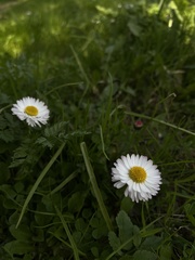 Bellis perennis