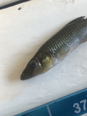 Fundulus seminolis