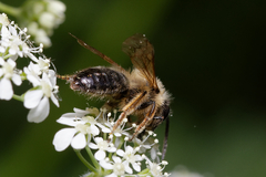 Andrena
