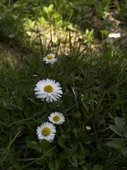 Bellis perennis