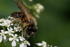 Andrena
