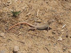 Acanthodactylus schreiberi