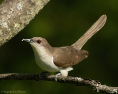 Black-Billed Cuckoo photo 3