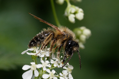 Andrena