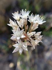 Allium marvinii