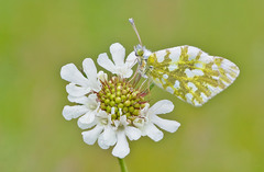 Euchloe ausonia