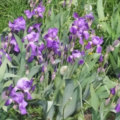 Iris