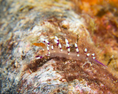 Coryphellina exoptata