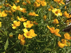 Ranunculus cassubicus