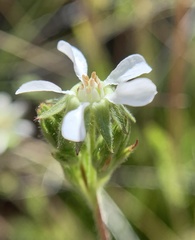 Horkelia clevelandii