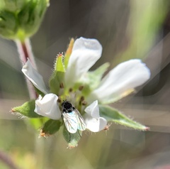 Horkelia clevelandii