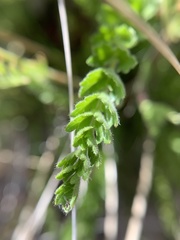 Horkelia clevelandii