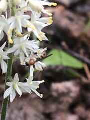 Sphegina