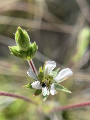 Horkelia clevelandii