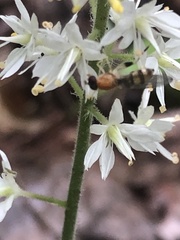 Sphegina