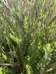 Horkelia clevelandii