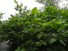 Rhamnus fallax