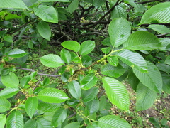 Rhamnus fallax