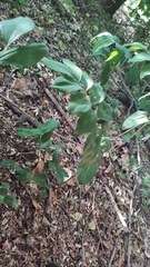 Polygonatum multiflorum