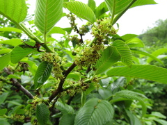 Rhamnus fallax