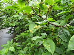 Rhamnus fallax