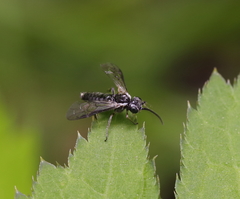 Empria