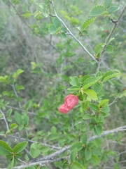 Tetraneura caerulescens